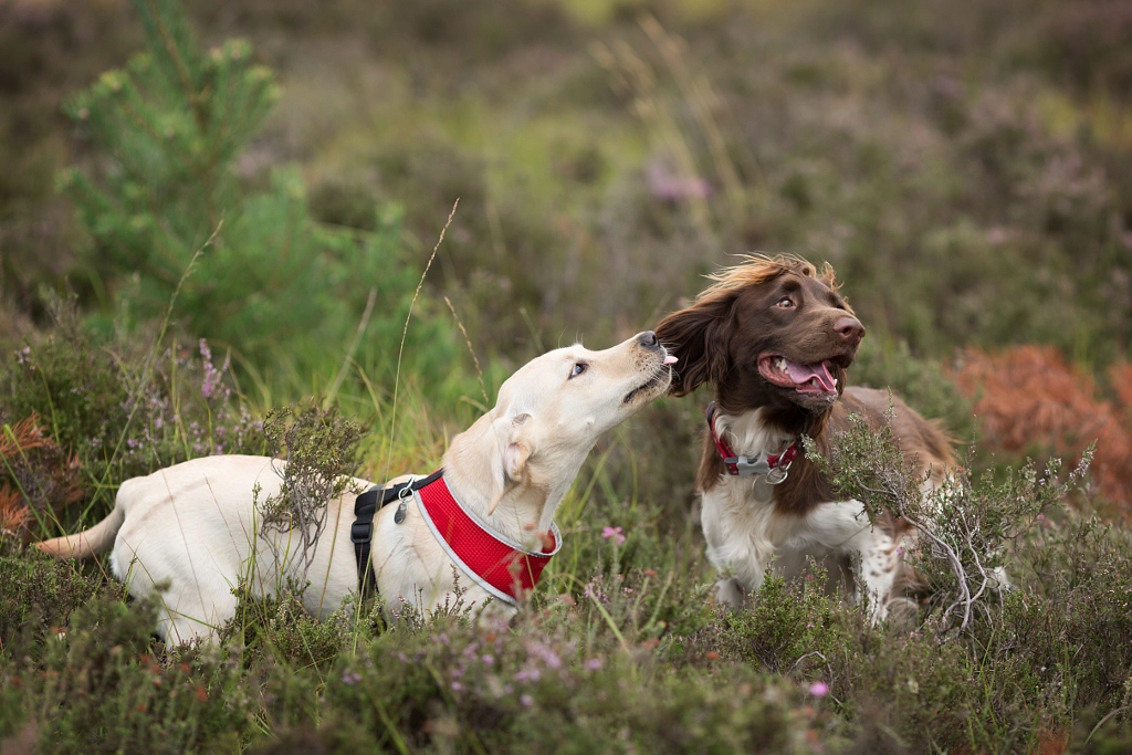 IMAGE: https://drscdn.500px.org/photo/269636265/m%3D900/v2?user_id=531773&webp=true&sig=8722642f06606600bfbd44e59599d0bbee1c88657bebf6f910f6cf98d38114d9