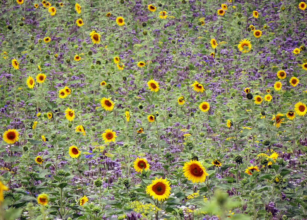 ...Lovely nature ..., автор — Pedro Liborio на 500px.com