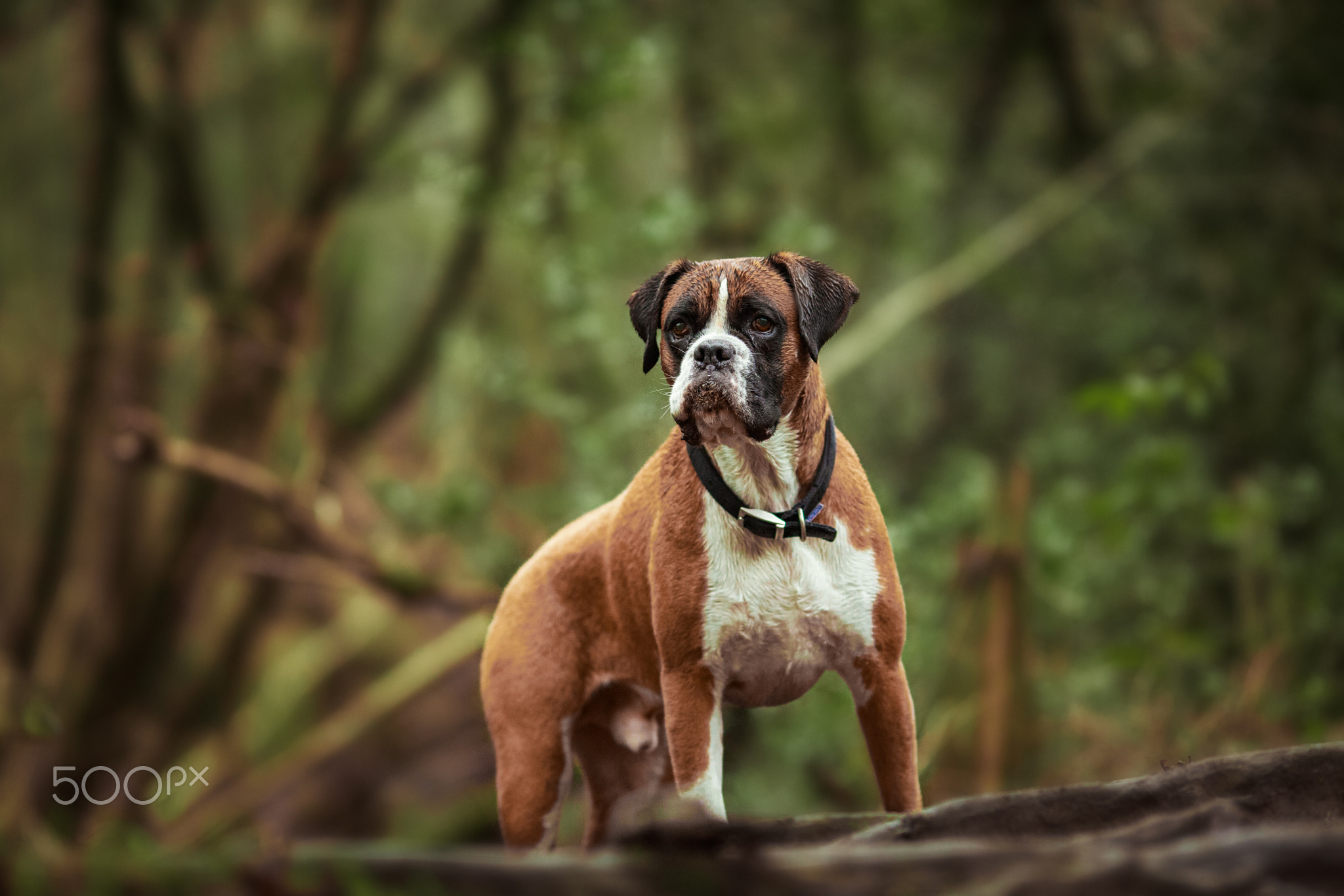 yorkshire puppies