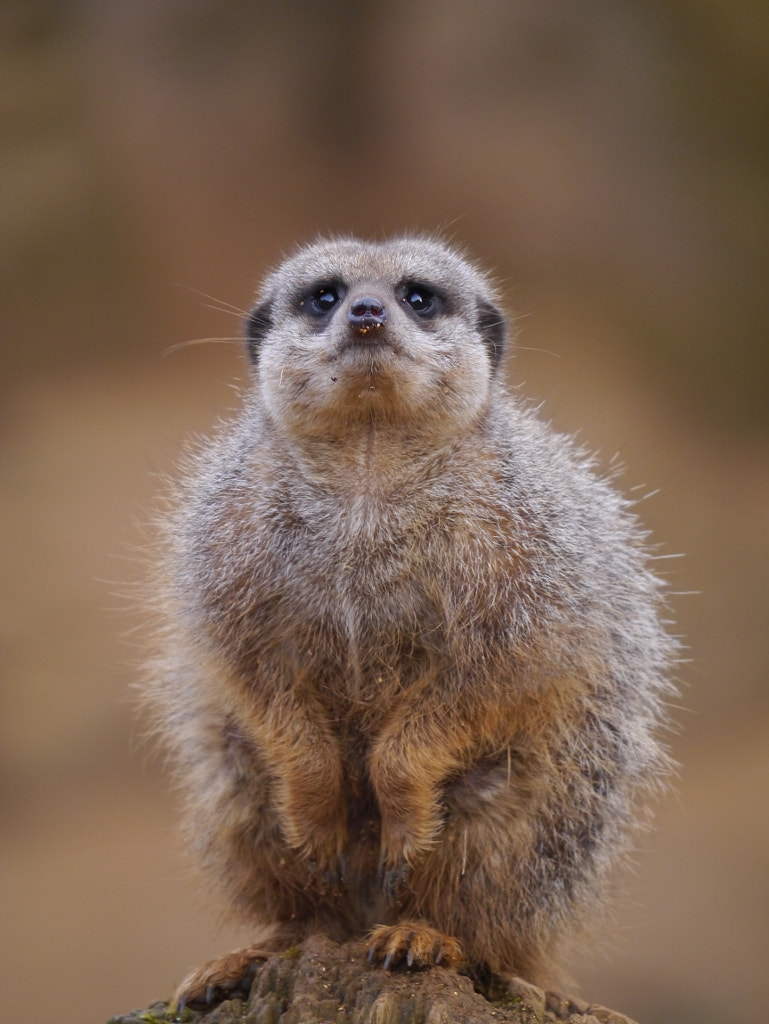 Meerkat by Sharon Bennett / 500px