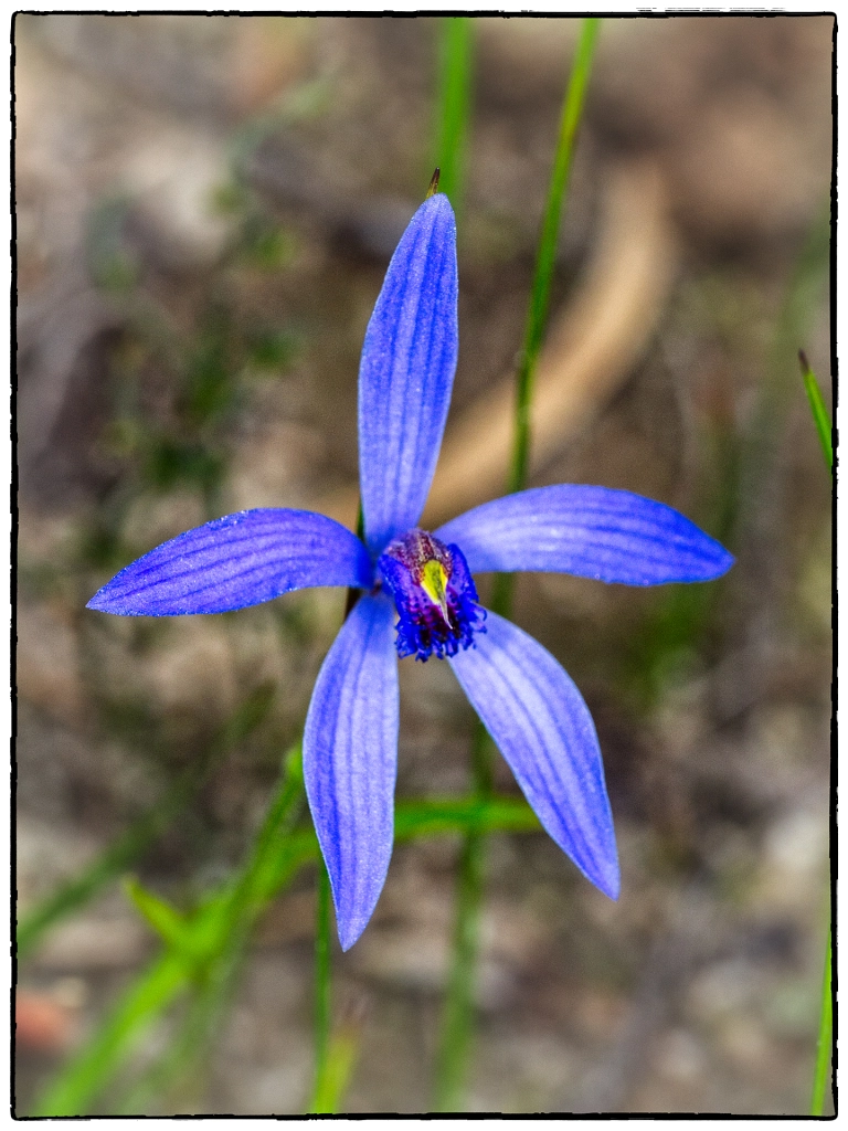 Blue Beard Orchid by Paul Amyes on 500px.com