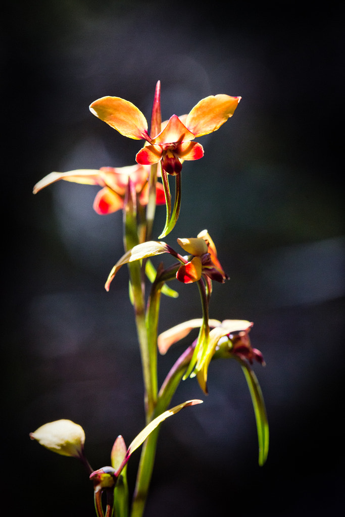 Winter Donkey Orchid by Paul Amyes on 500px.com