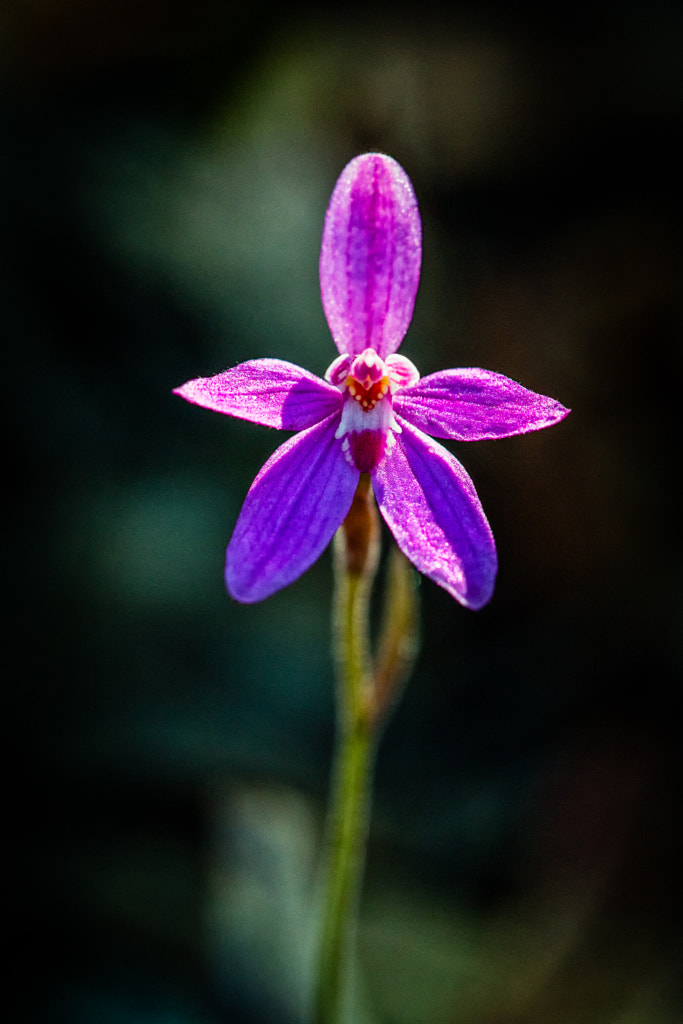  Orchid by Paul Amyes on 500px.com