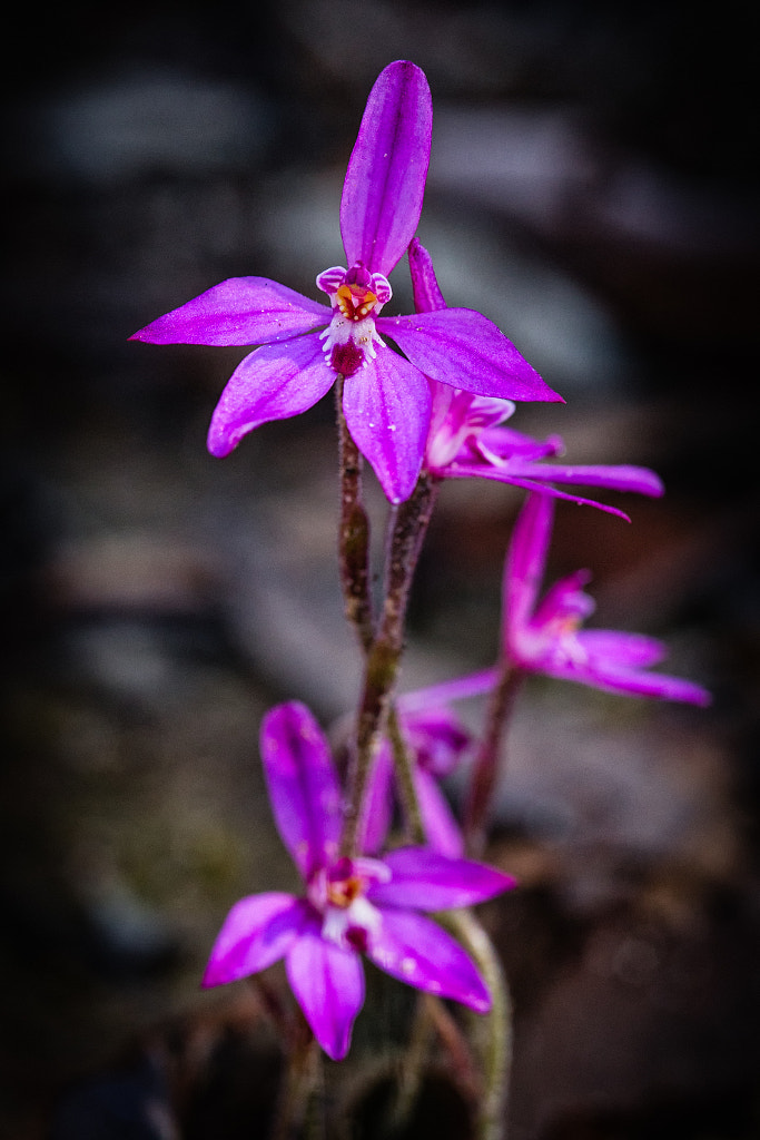  Orchid by Paul Amyes on 500px.com