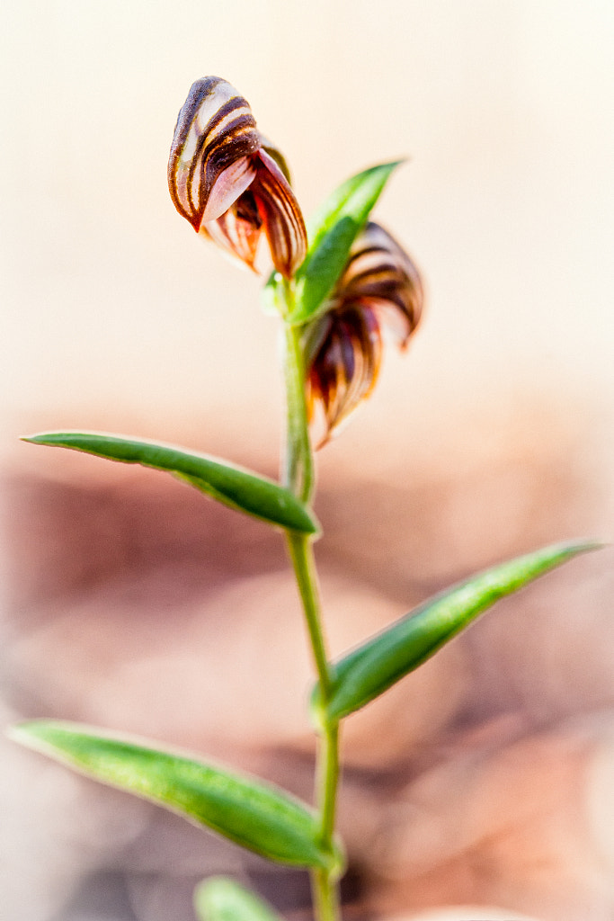 Dark Banded Greenhood Orchid by Paul Amyes on 500px.com