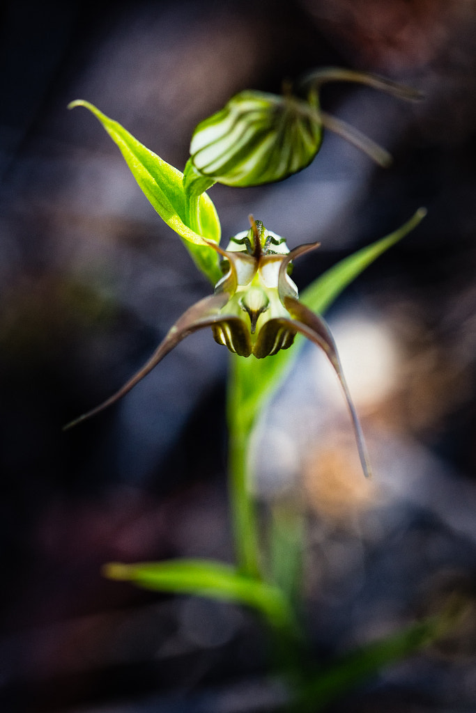 Jug Orchid by Paul Amyes on 500px.com