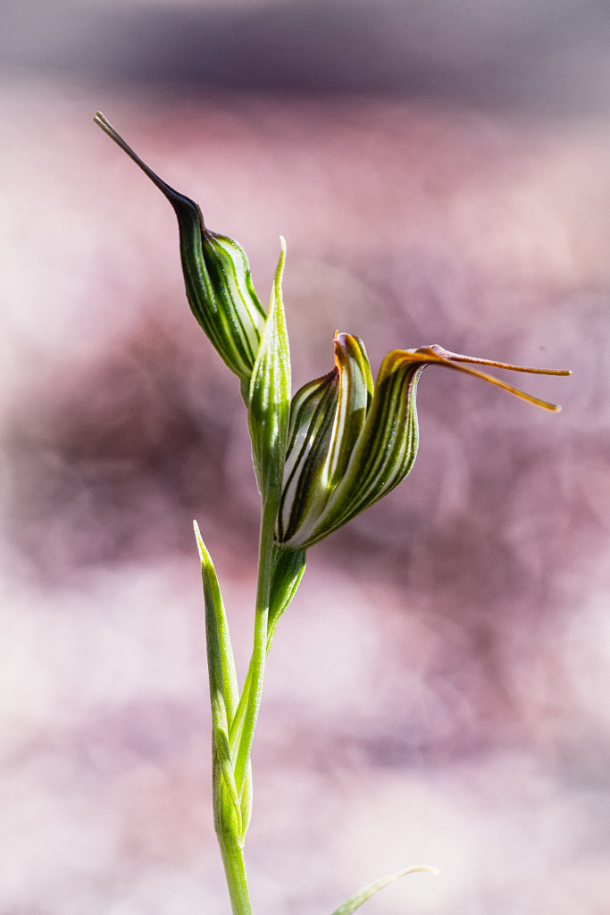 Jug Orchid by Paul Amyes on 500px.com