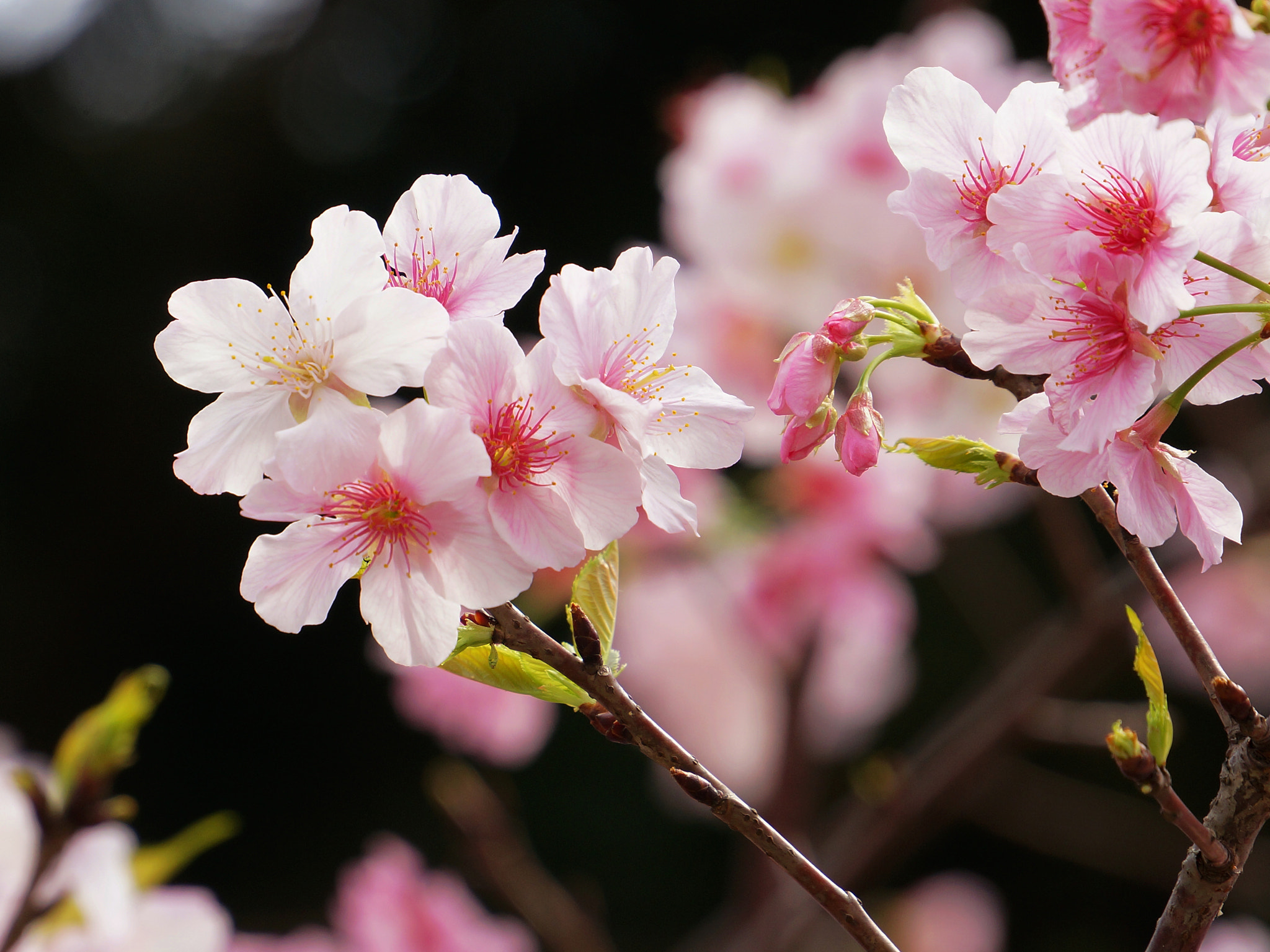 cherry blossom