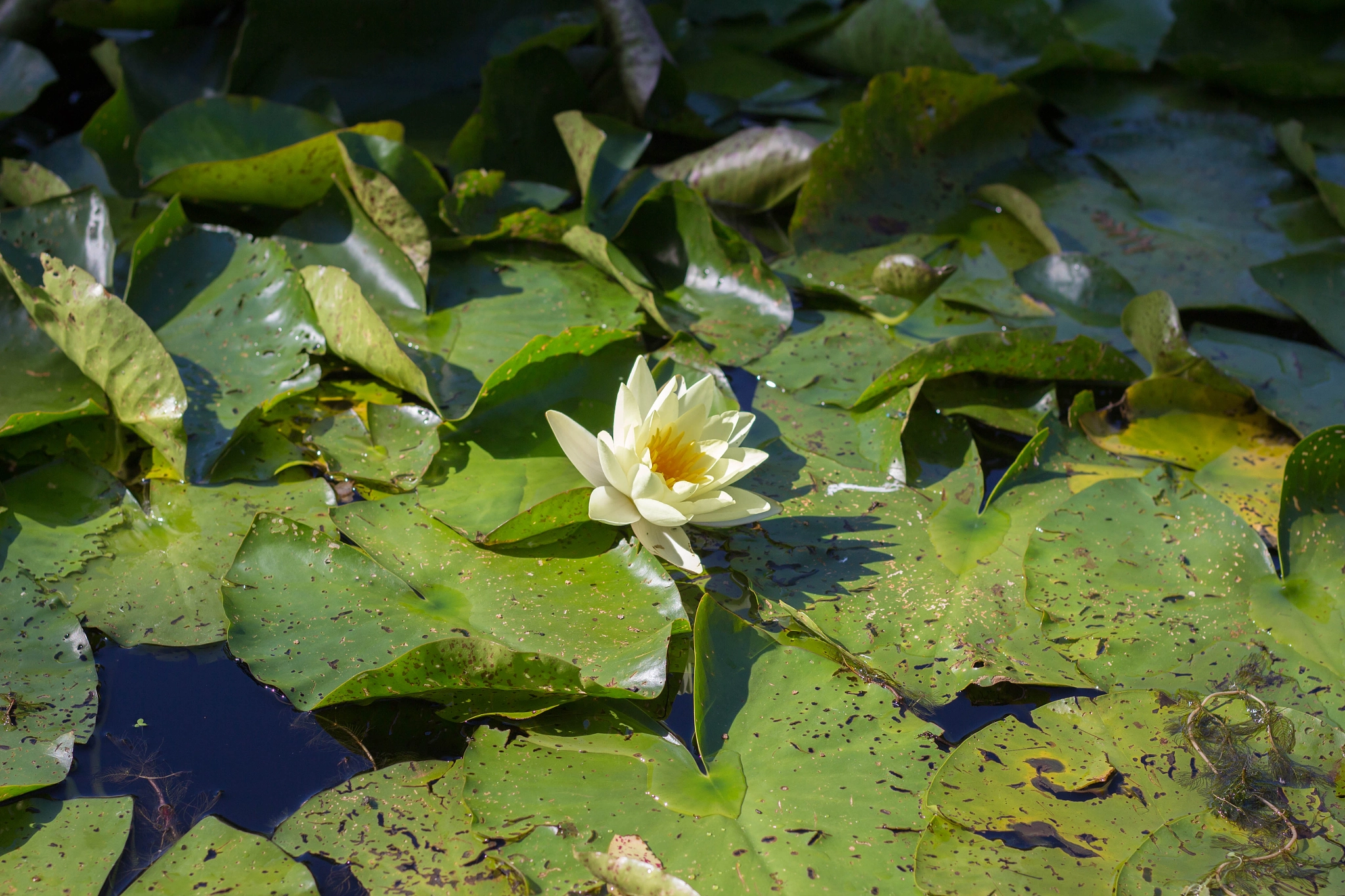 Water Lily