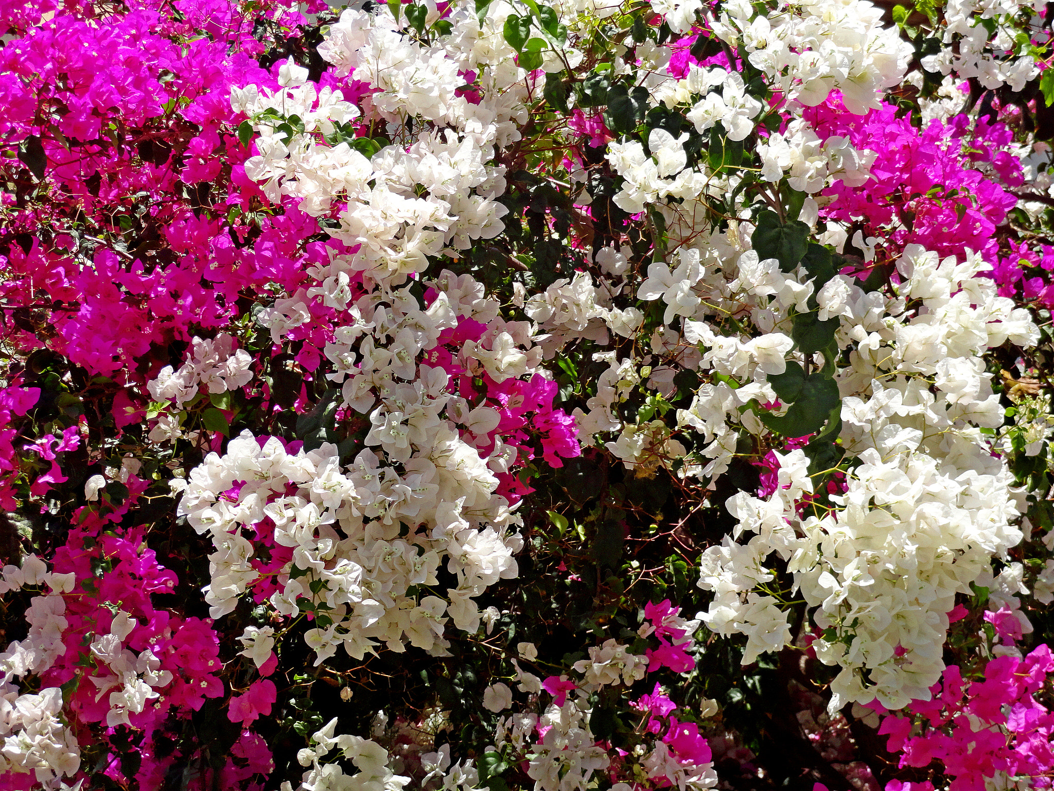 Molokai Floral Study 4