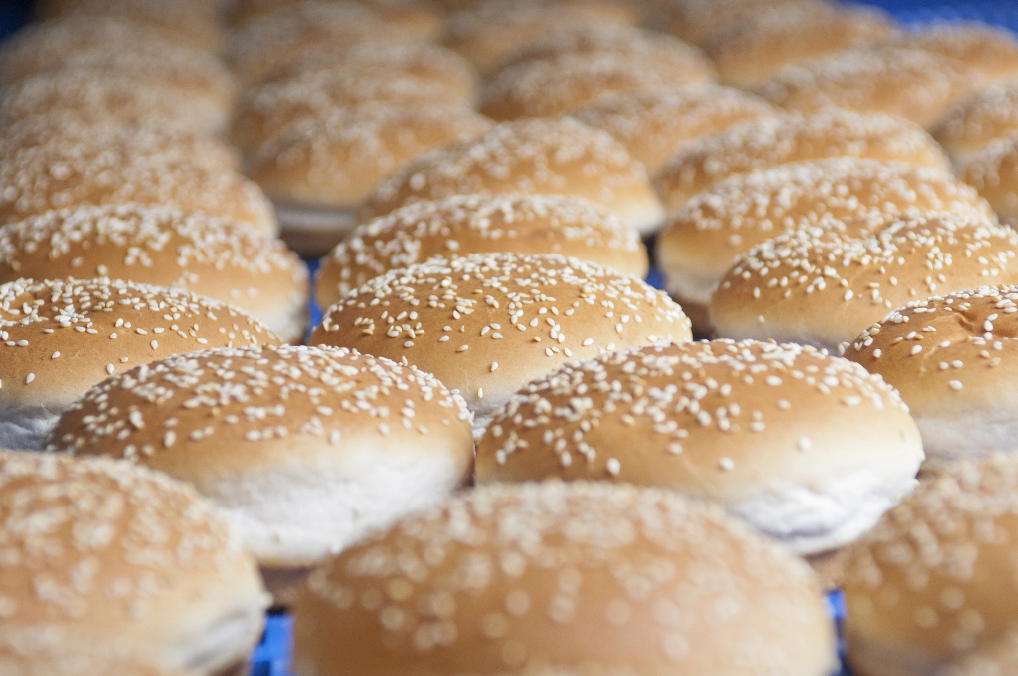 Baked buns with sesame on the production line