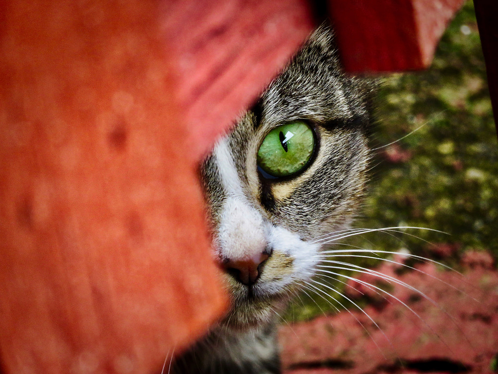 The mother cat's curiosity by Alp Icoz on 500px.com