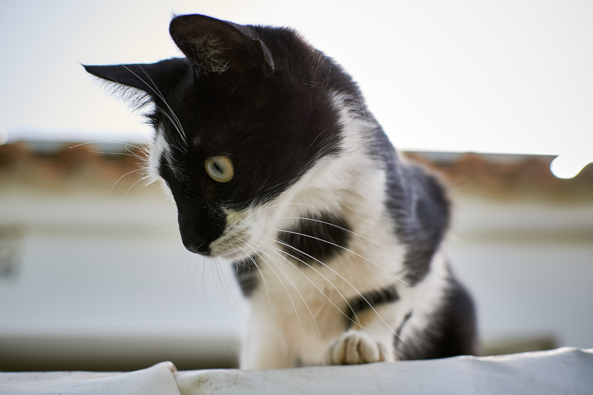 v2?sig=50301f5357dc05006af27151235f496f5826eedc2cd7abc8f0314124f3810219