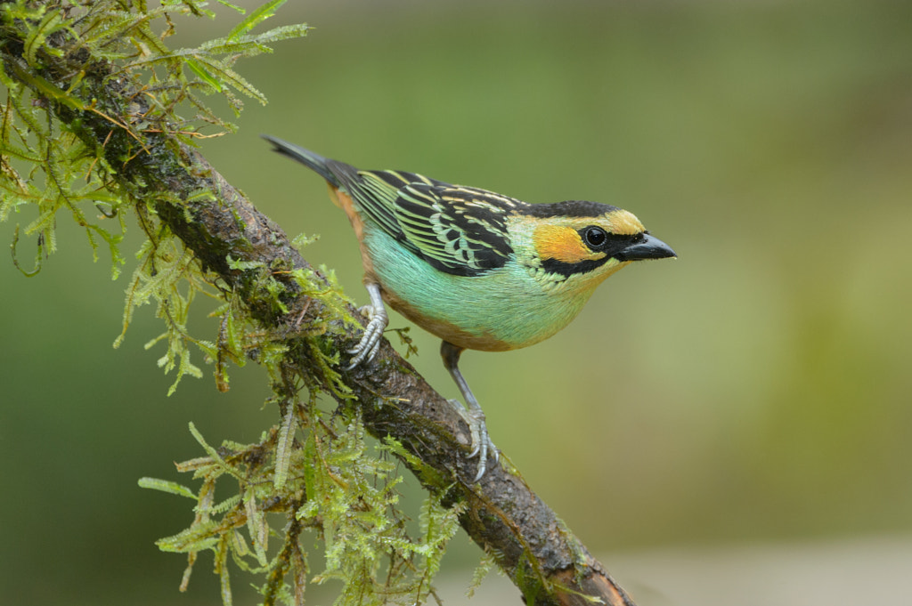 Tangará De Oreja Dorada by Javier Parigini on 500px.com