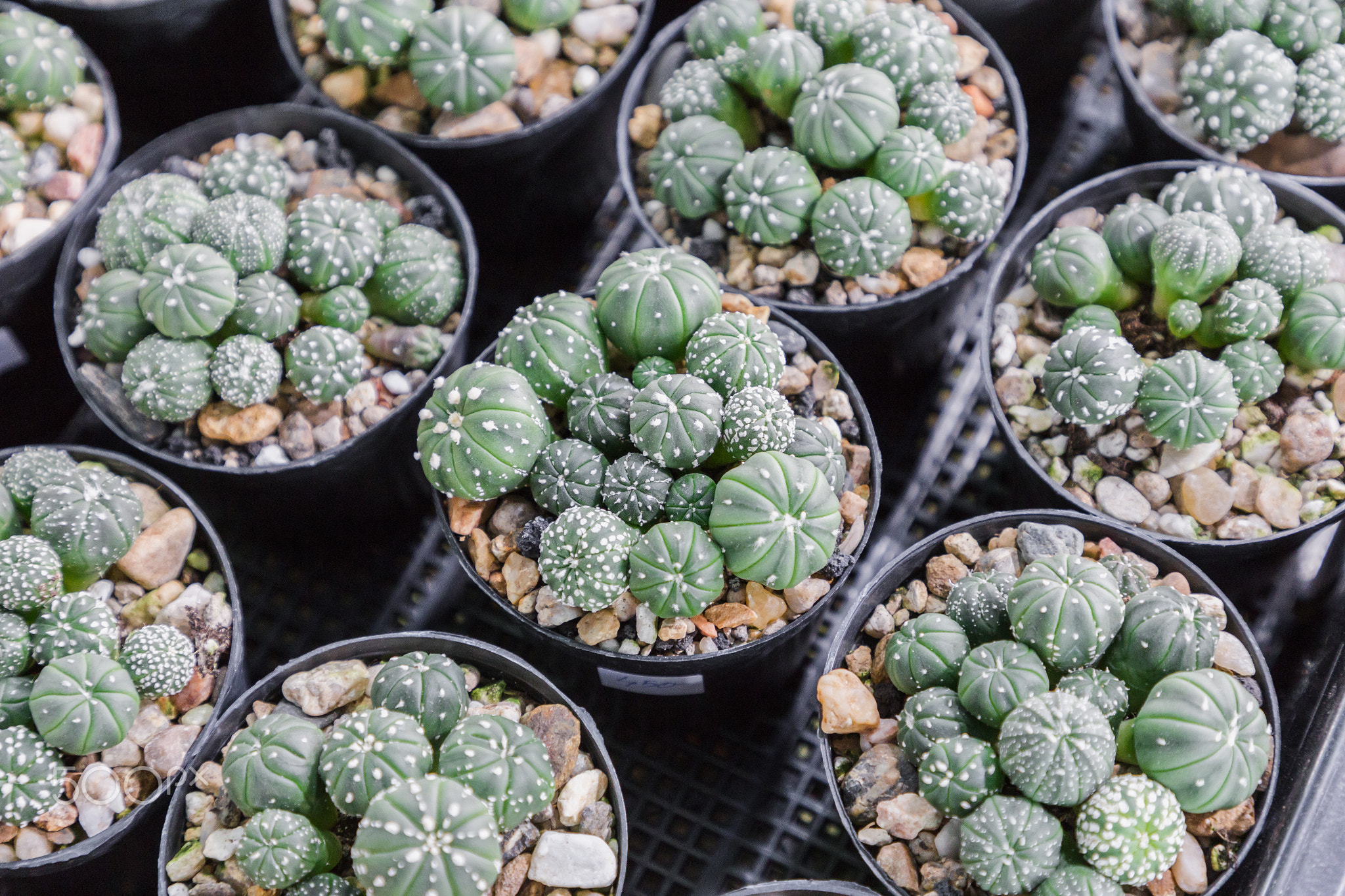Succulents or cactus in desert botanical garden.