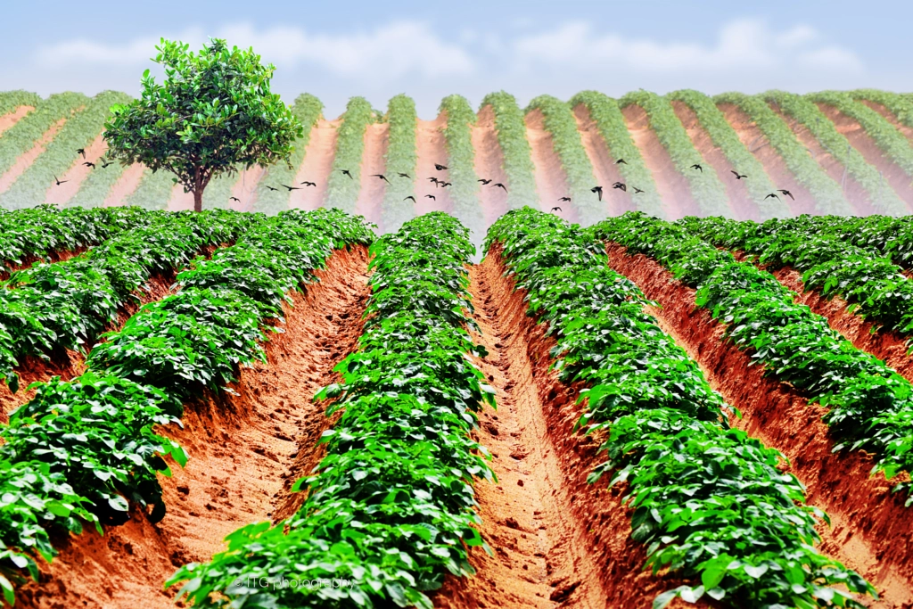 Potato Field (2) by ITG photography on 500px.com