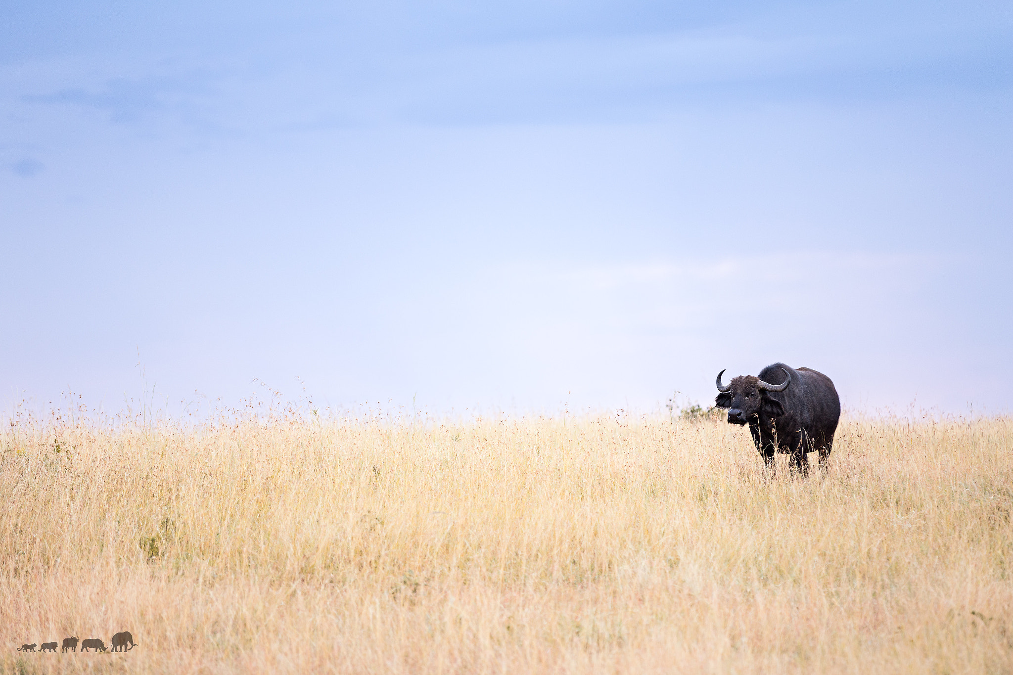 The Big 5 - Mbogo