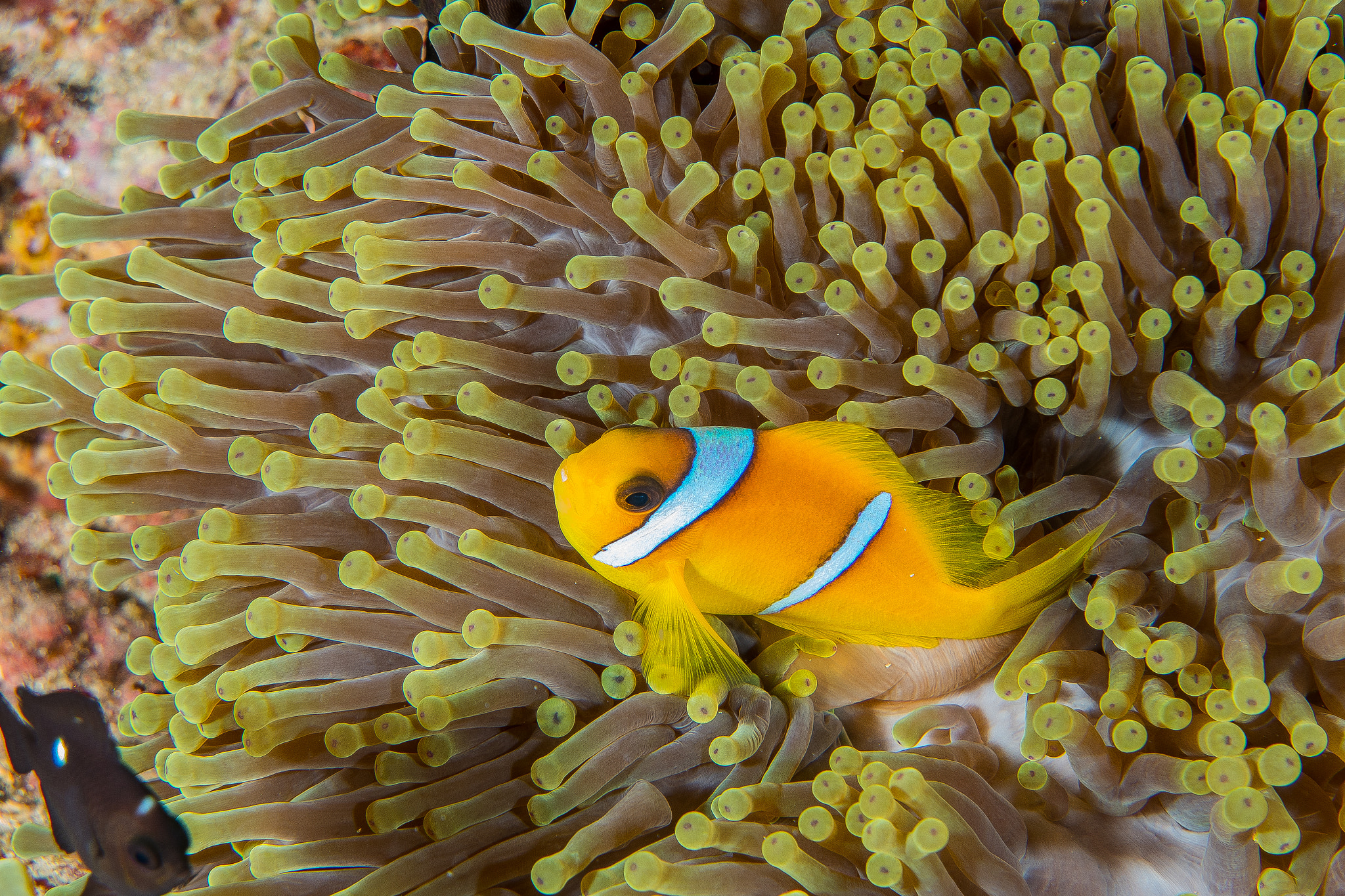 Nemo and its anemone