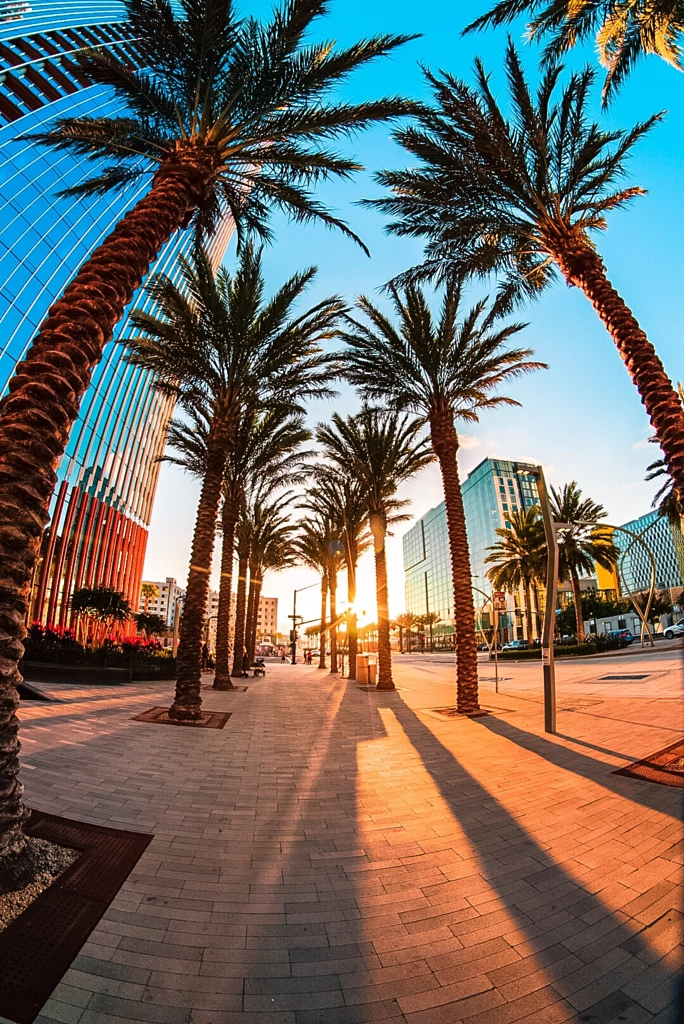 “Palm Trees & Sunset”
 by Esteban Roman on 500px.com