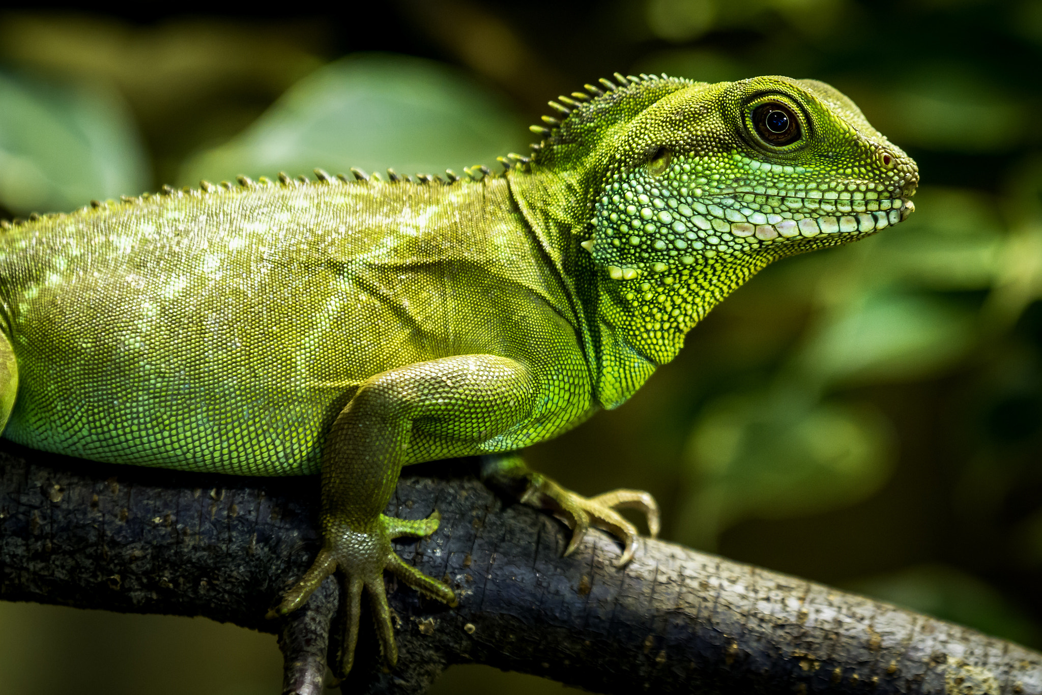Chinese water dragon by Thorsten Scheel Photo 27033351 / 500px