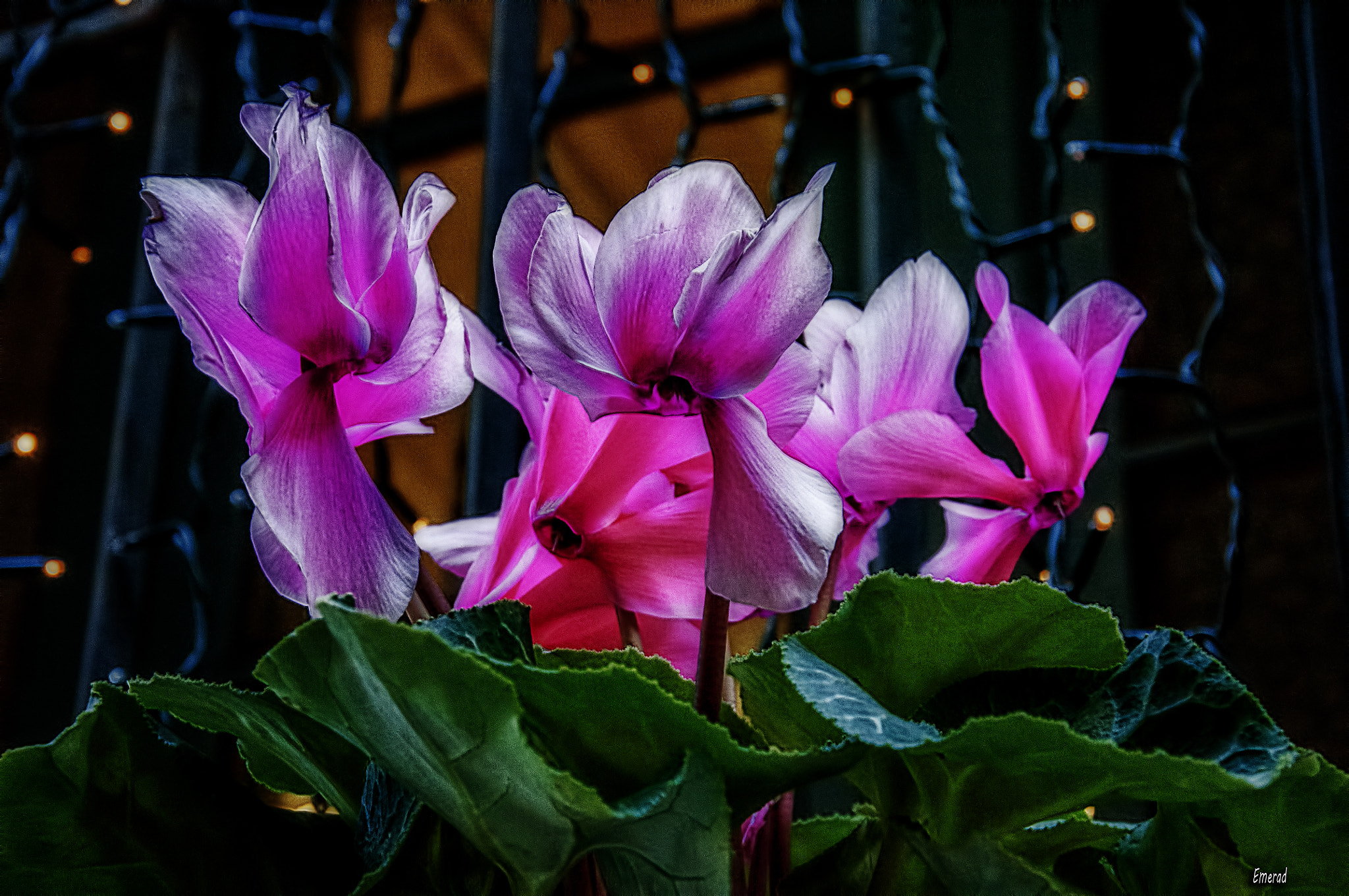 Plastic Flowers by Emilio Cabida / 500px