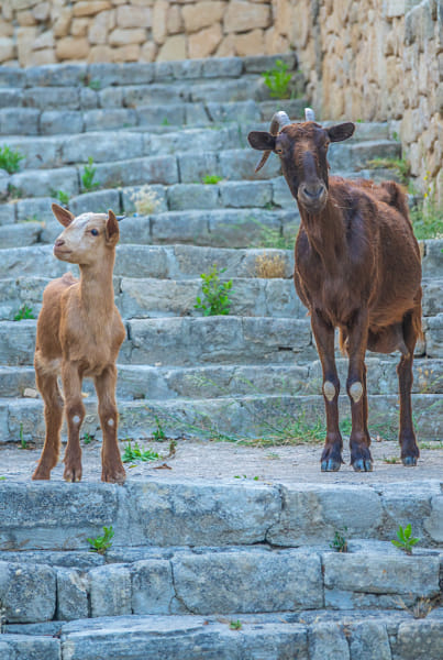 Curious Goat And Kid