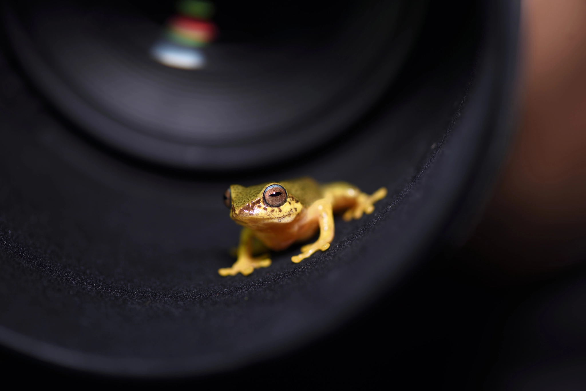 Bush frog inside camera lens