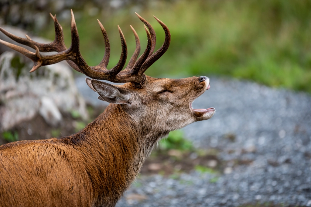 Scottish Red Deer Stag by Andy Catlin on 500px.com