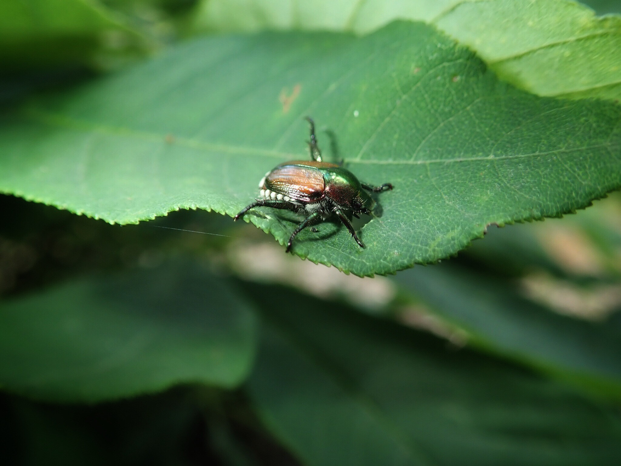 Japanese Beetle on a Leaf