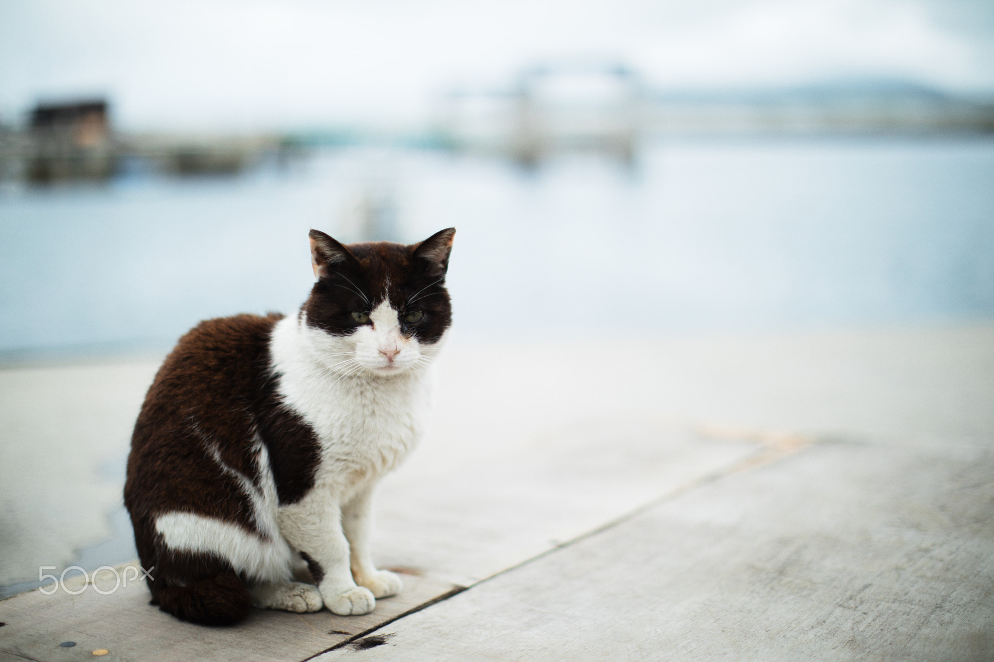 Tashirojima 田代島