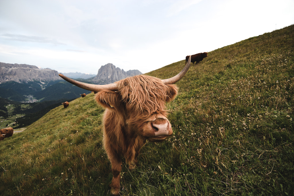 Muuu...dy by Mattia Albertin on 500px.com