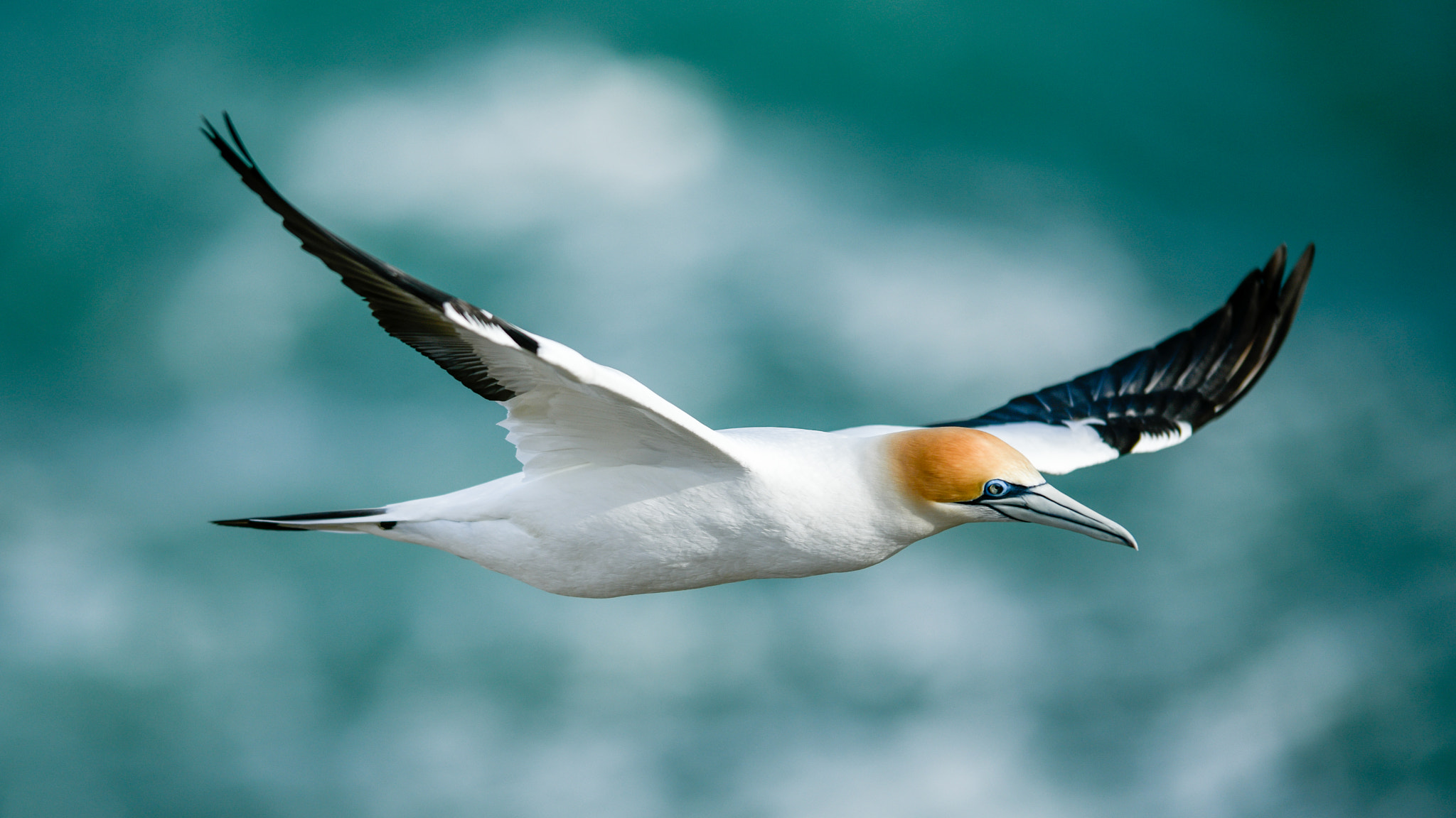 Muriwai Gannet