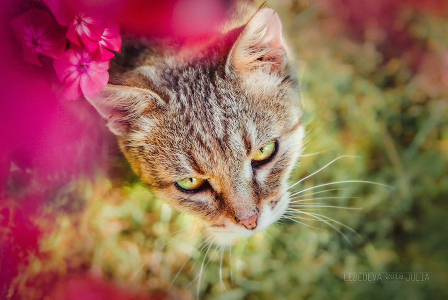 Cat by Julia Lebedeva on 500px.com