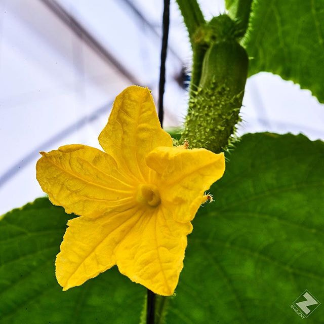 Farm to table - all fresh produce from greenhouses on the grounds! - Cucumber blooms. #veggies...