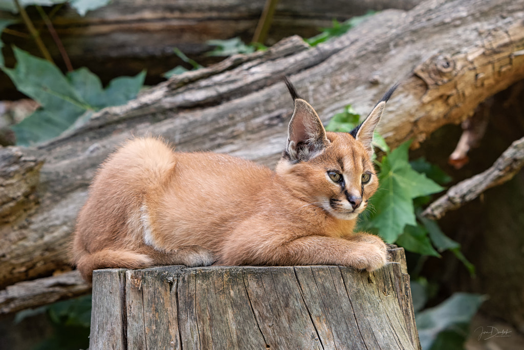 Young Caracal by Jiri Doubek on 500px.com