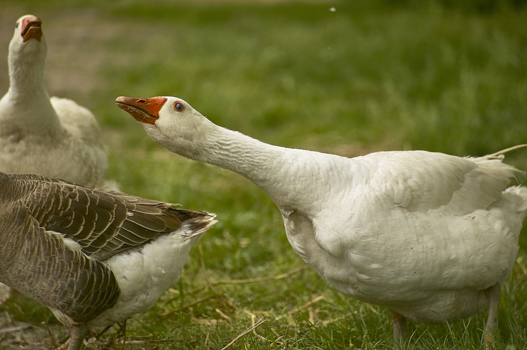 The goose attacks by Filippo Carlot on 500px.com