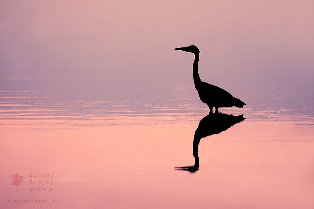 Empty Spaces - Grey Heron Silhouette by Roeselien Raimond on 500px.com
