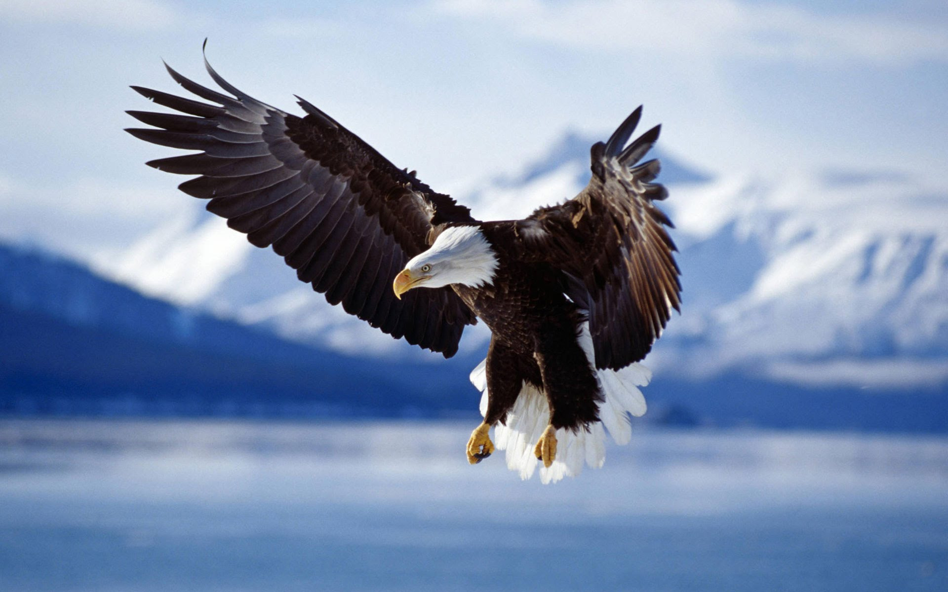 The Eagle