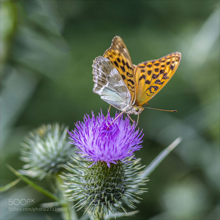butterfly obernberg