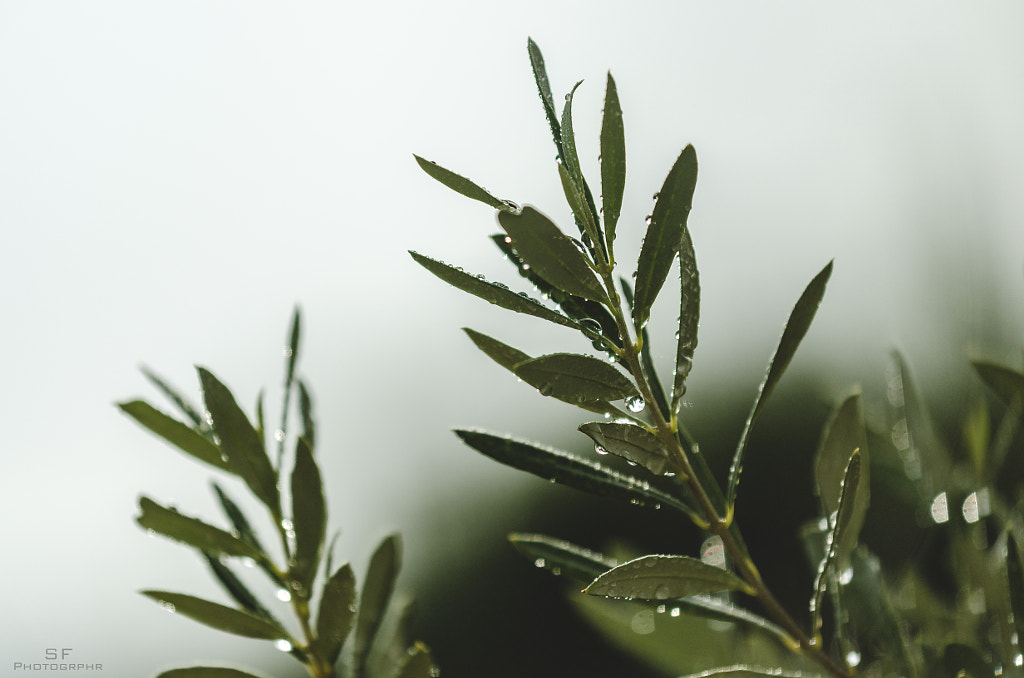 after the rain - 235/365 (natural light) by Stefan Franziskus on 500px.com