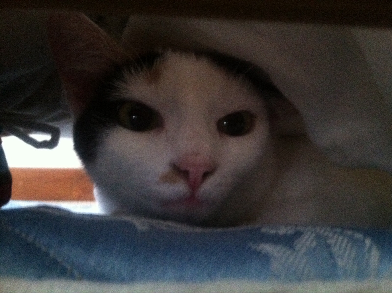 v2?sig=8c18c582a22a4e3e9610b9f9c022b88d450255d560f82d4e8fcebe9b68db350b