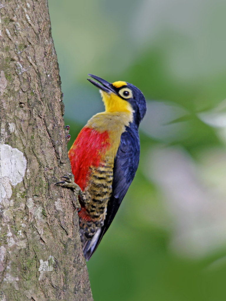 benedito-de-testa-amarela-fêmea Melanerpes flavifrons) Yellow-fronted ...