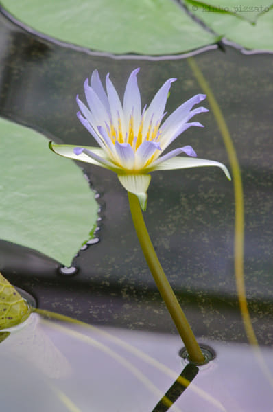 Waterlily
