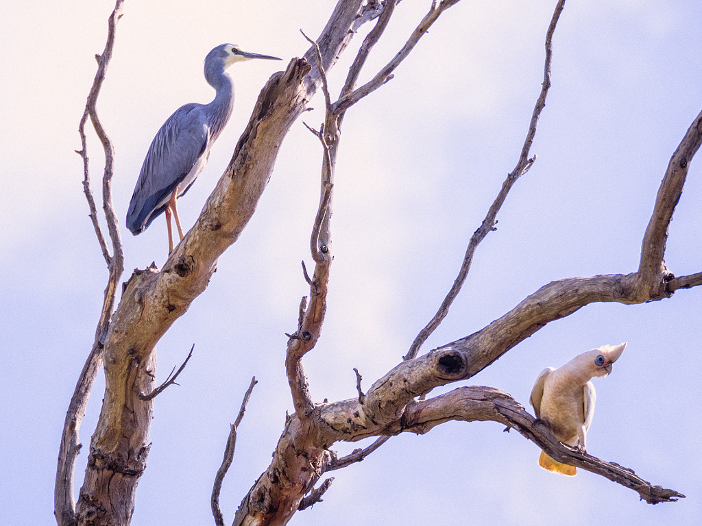 Neighbours by Paul Amyes on 500px.com