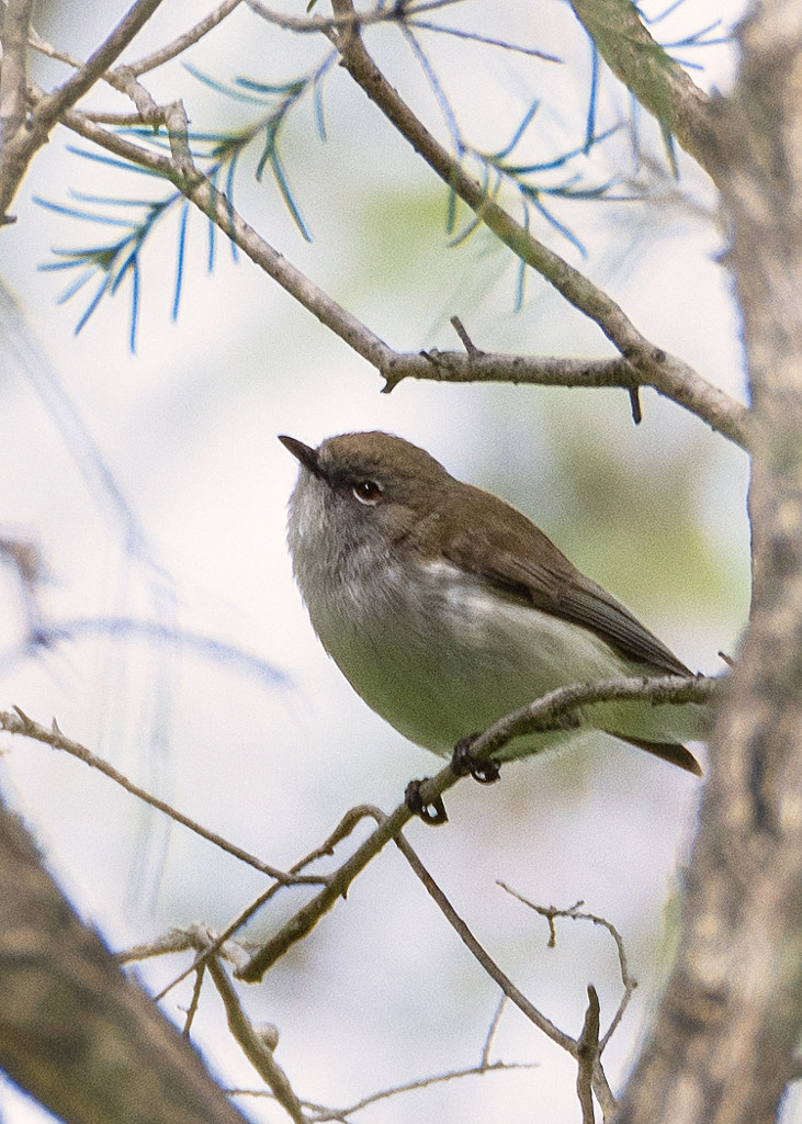 Weebill by Paul Amyes on 500px.com