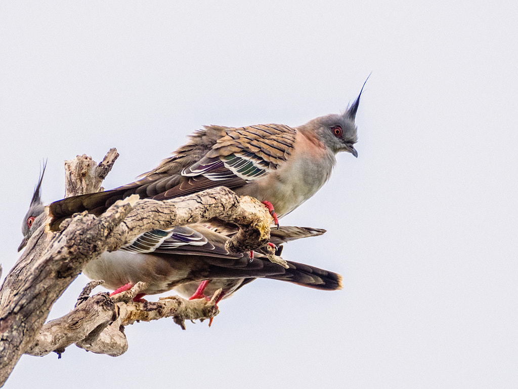 Crested Pigeon by Paul Amyes on 500px.com