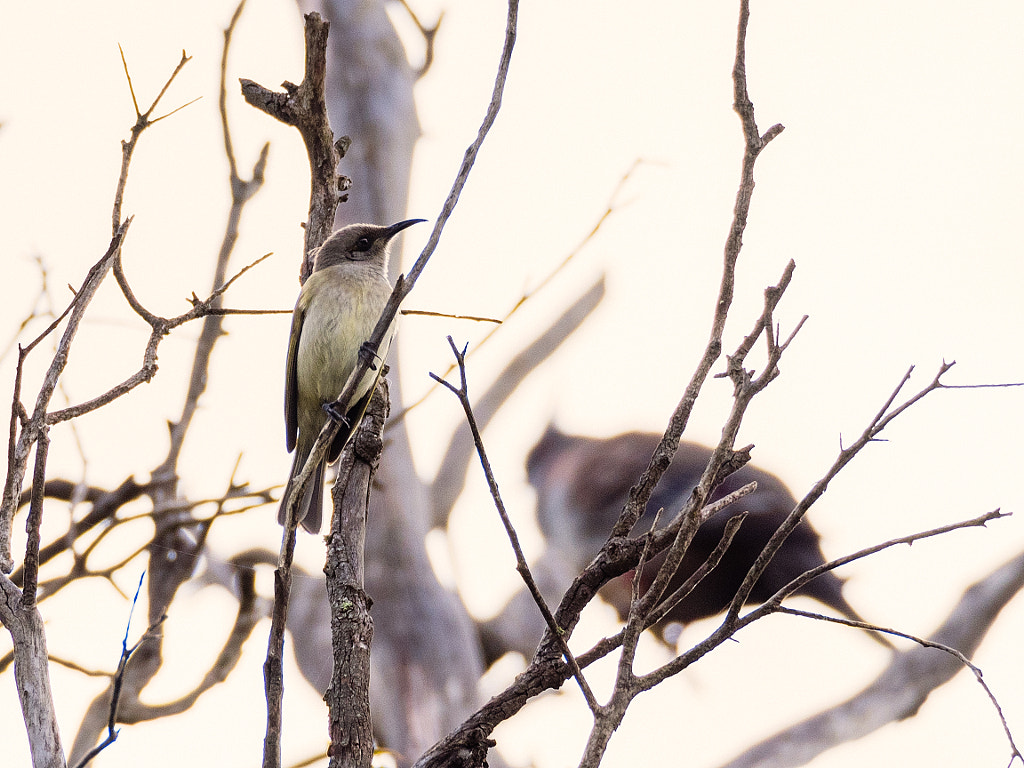 Brown Honeyeater by Paul Amyes on 500px.com