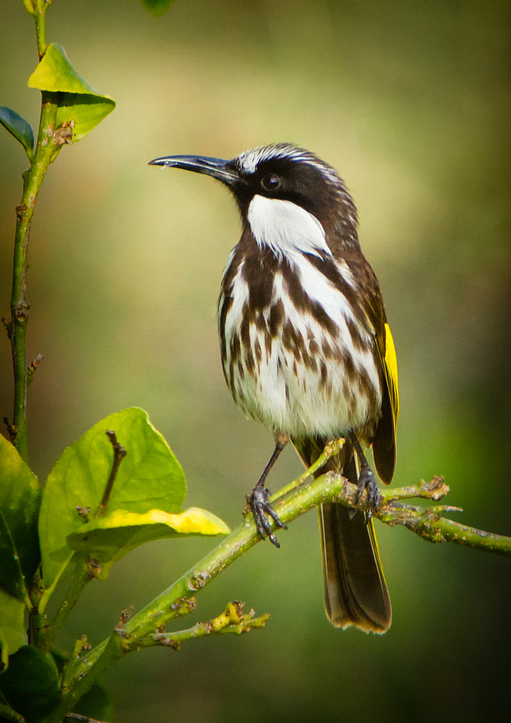 White-cheeked Honeyeater by Paul Amyes on 500px.com