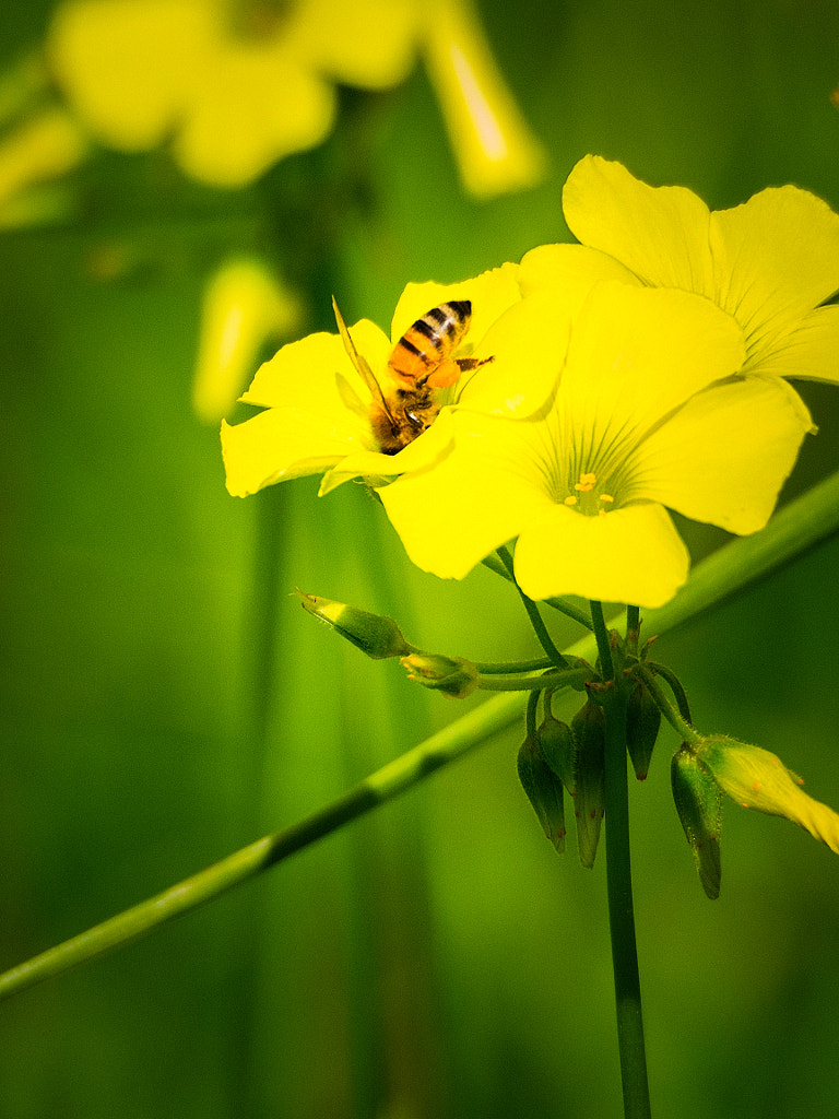Oxalis pes-caprae by Paul Amyes on 500px.com