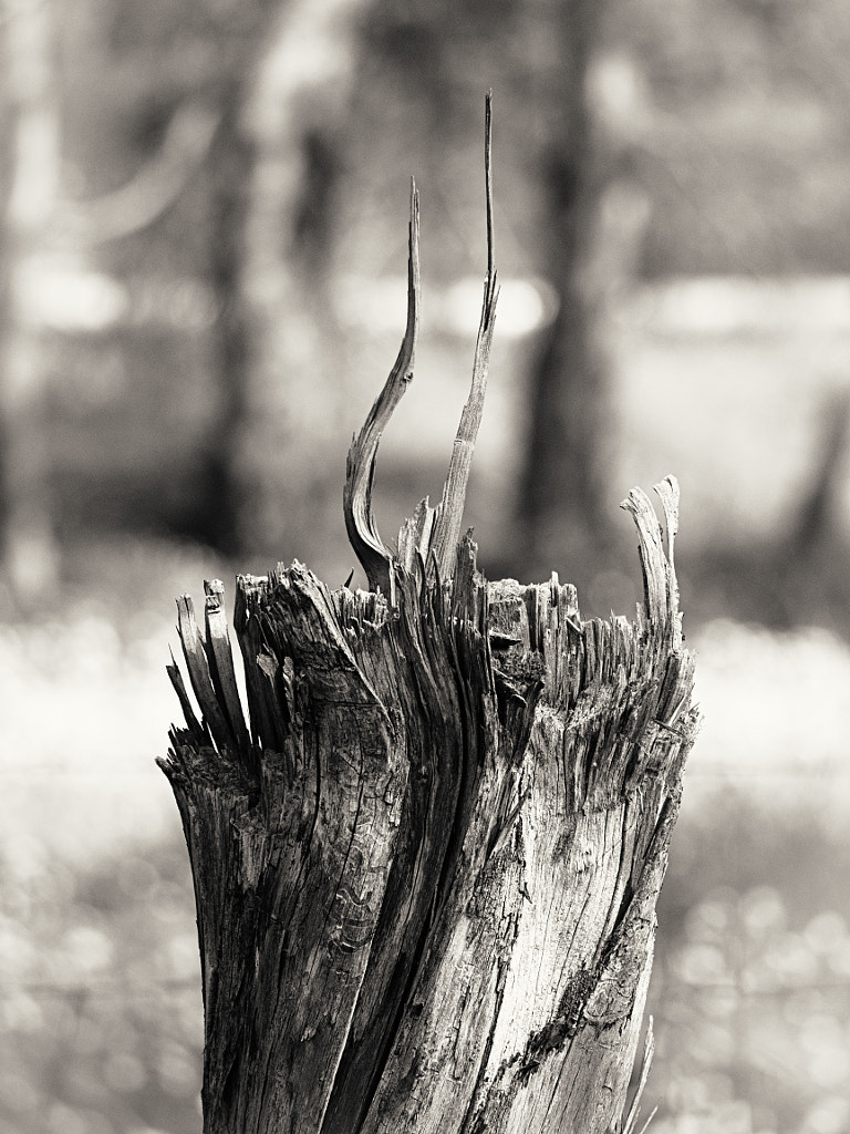 Toodyay Stump #1 by Paul Amyes on 500px.com